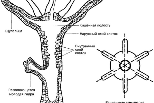 Kraken даркнет gigageek ru